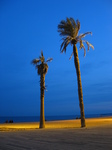 20477 Palmtrees at Barcelonetta beach.jpg